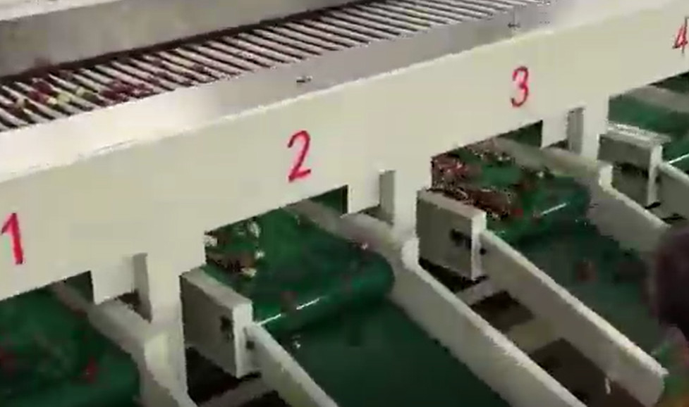 De Sorteermachine Sorterende Productielijn van Koolstofstaal220v Jujubes