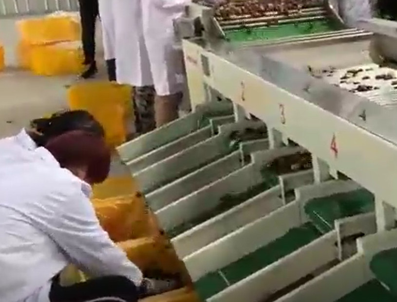 De Sorteermachine Sorterende Productielijn van Koolstofstaal220v Jujubes