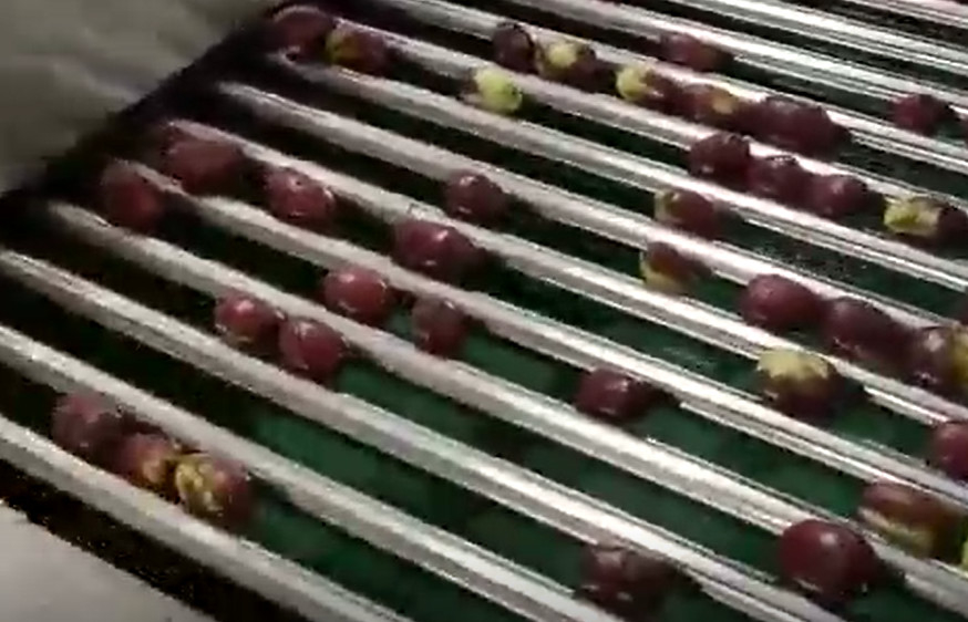 De Sorteermachine Sorterende Productielijn van Koolstofstaal220v Jujubes