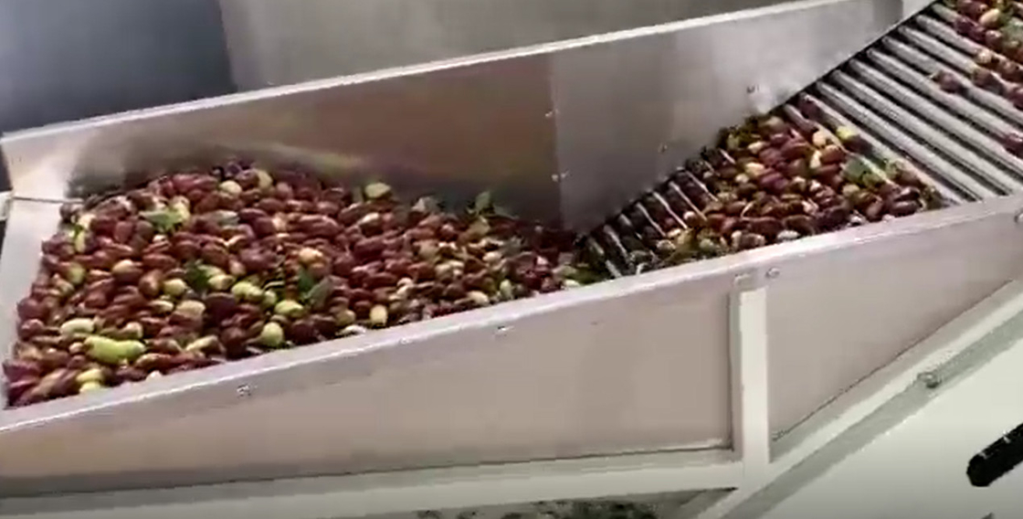 De Sorteermachine Sorterende Productielijn van Koolstofstaal220v Jujubes
