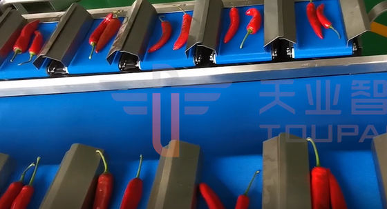 Ce keurt Multi HoofdTransportbandweger voor Komkommerpeper goed