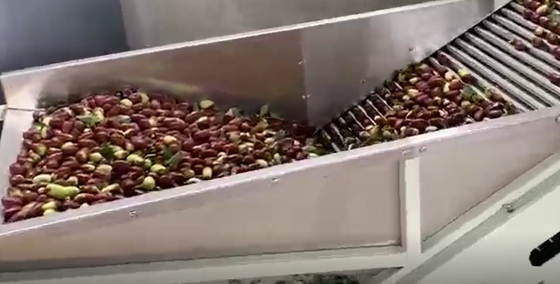 De Sorteermachine Sorterende Productielijn van Koolstofstaal220v Jujubes